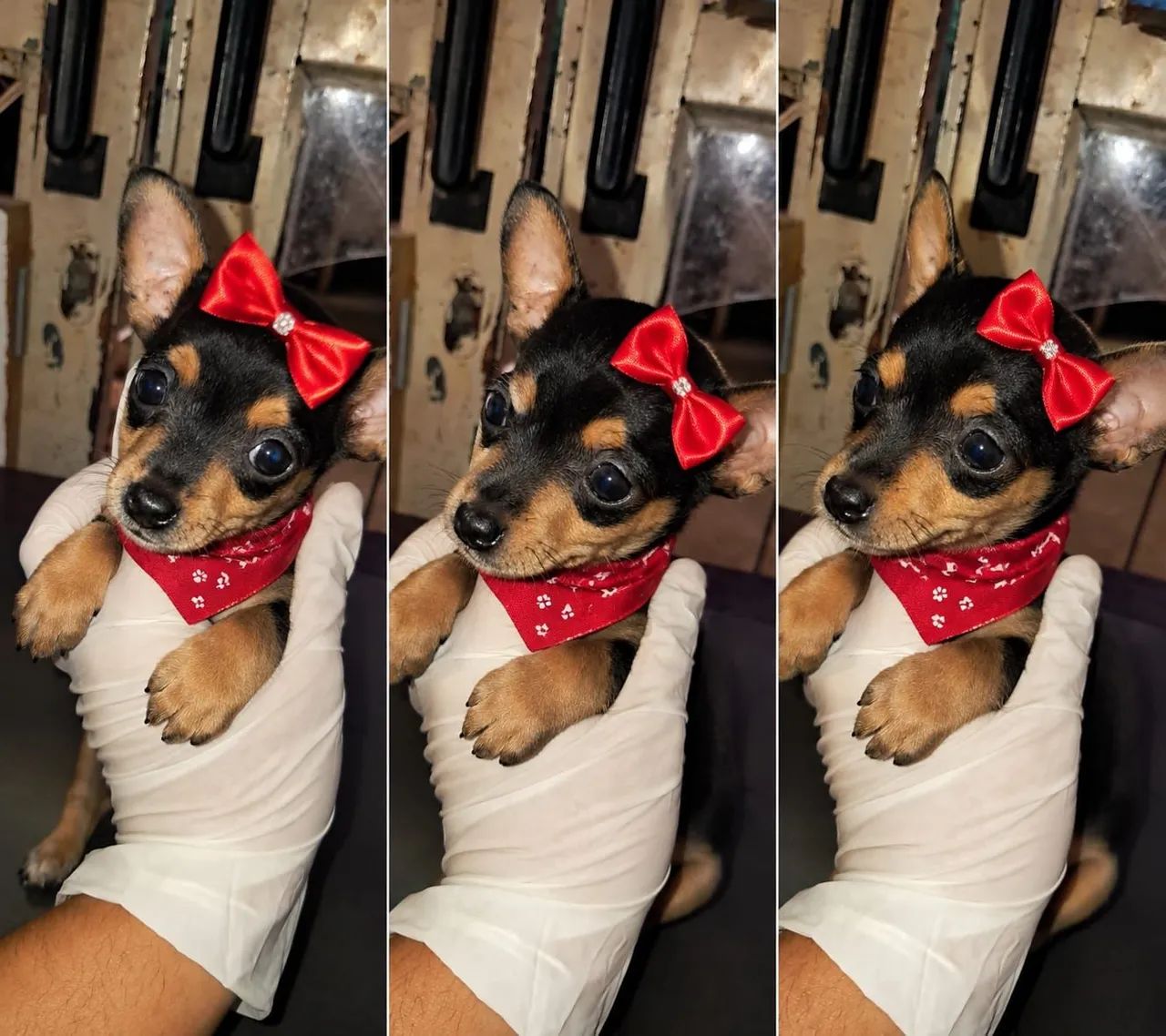 Pinscher Zero Com Garantia e Pedigree  - Foto 4