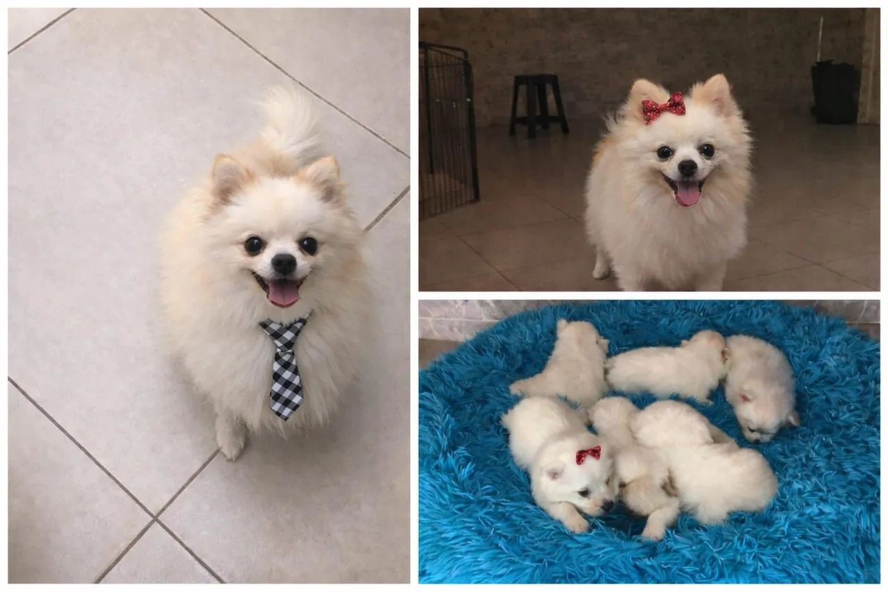 Spitz Alemão (Lulu da Pomerânia) - Filhotes para reserva ?