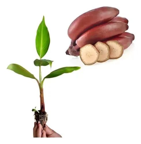 Vendo muda de Banana São tomé!!.