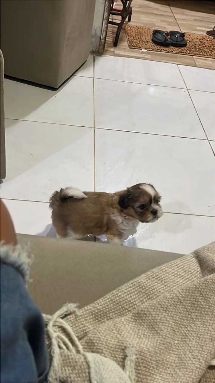 Filhote shih tzu