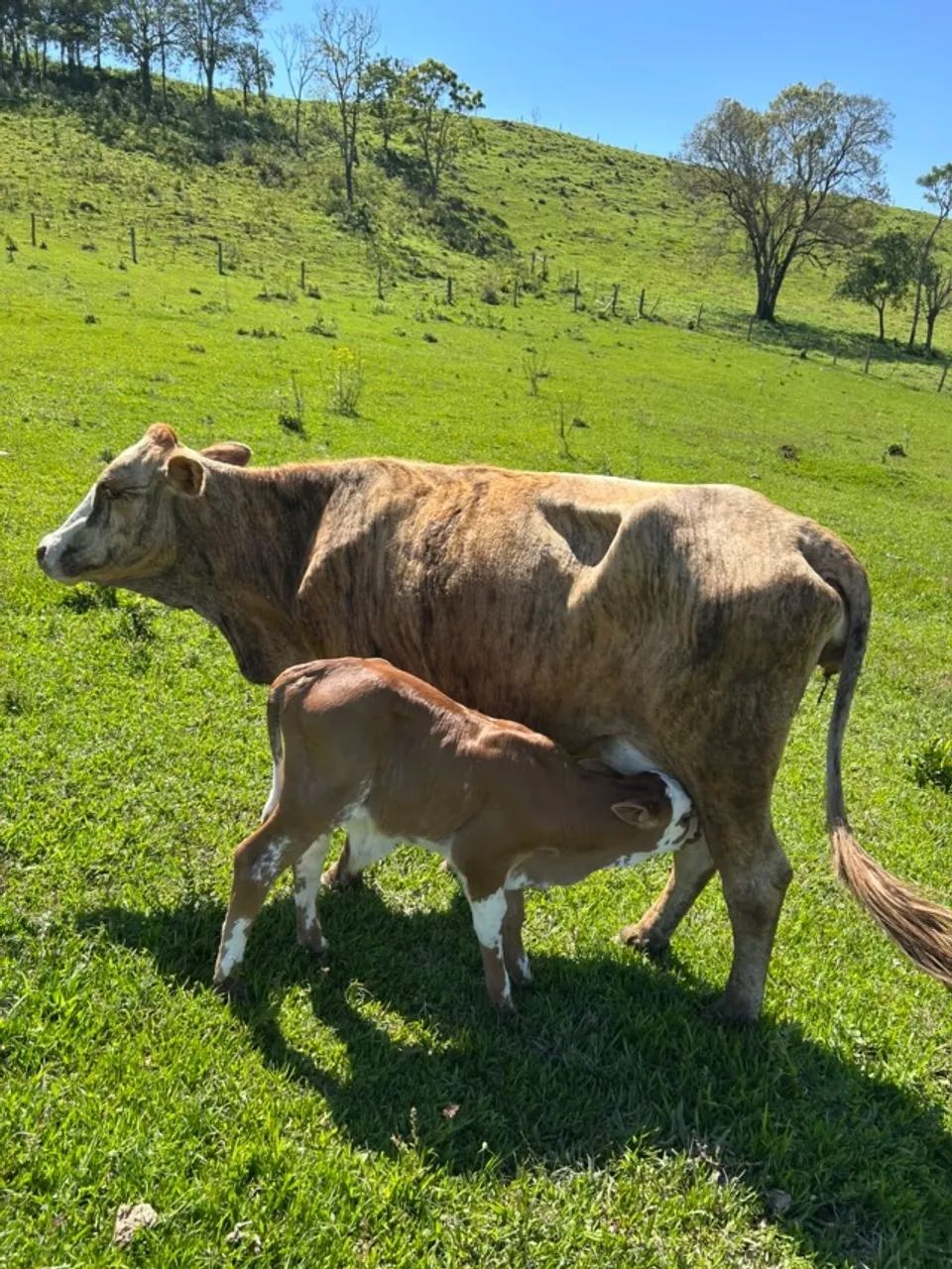 vaca de leite  e bezerro   - Foto 2