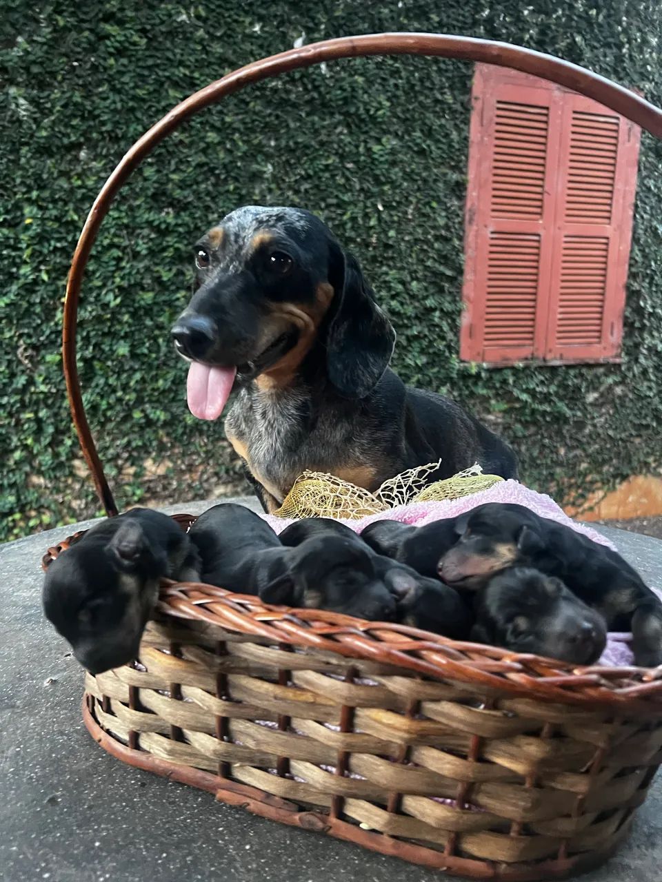 Filhotes d cofap - Foto 2