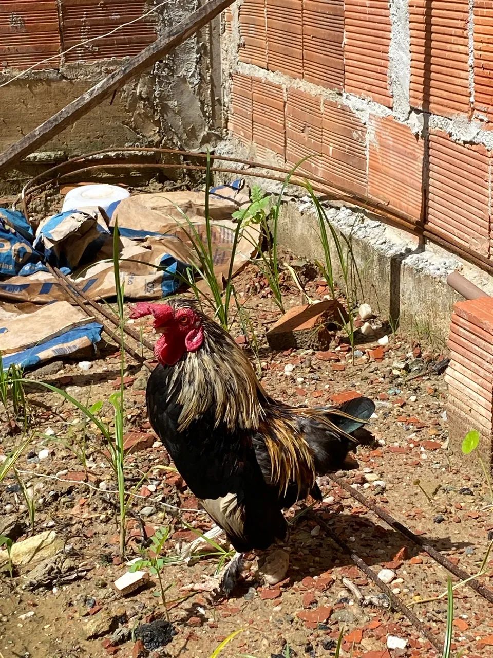 Galo mini Garnizé - Foto 2