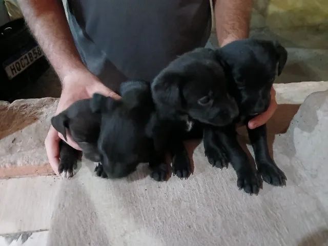Cachorro filhote