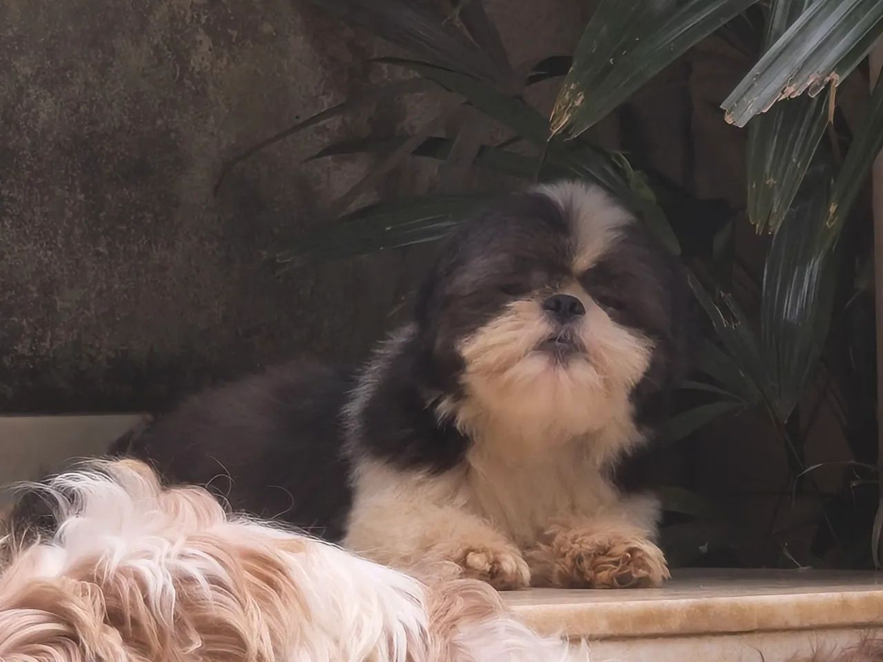 Shitzu macho - Foto 3