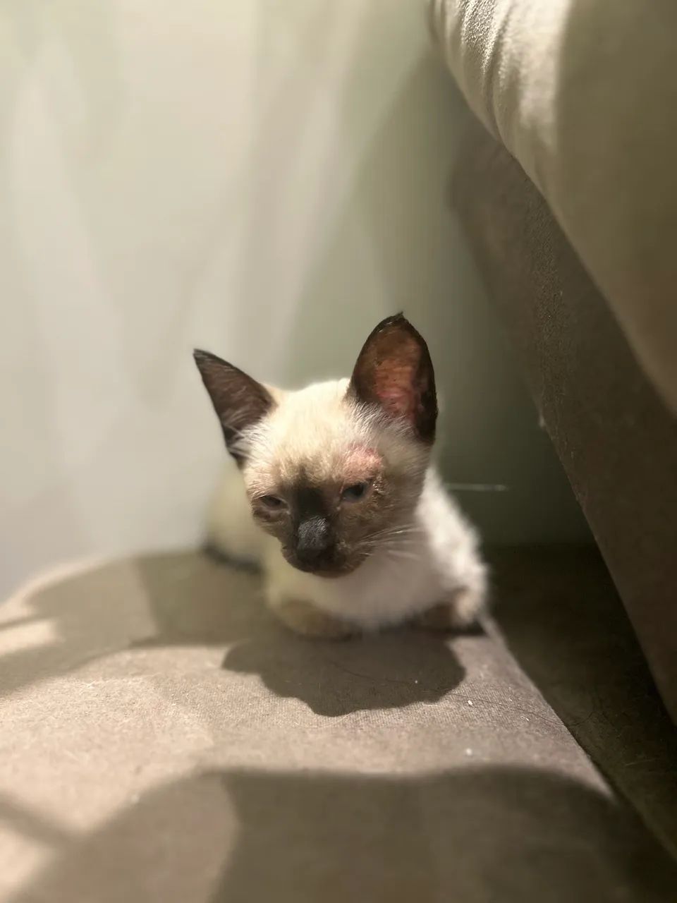 Dá-se gata  - Foto 3