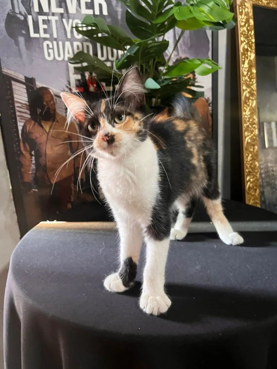 Gatinha para ADOÇÃO responsável