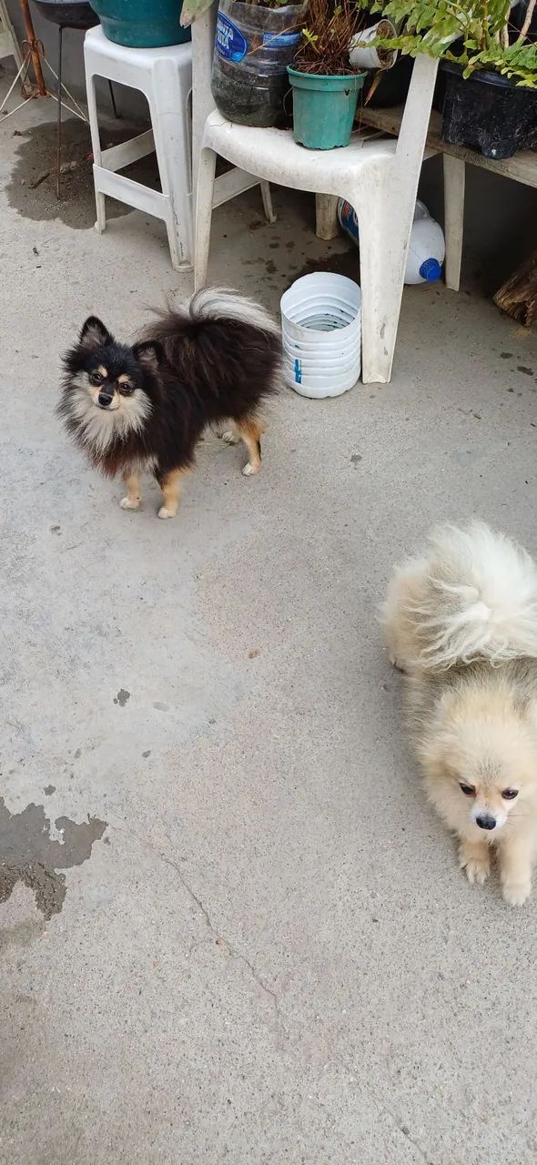 Cachorro asessorio - Foto 2