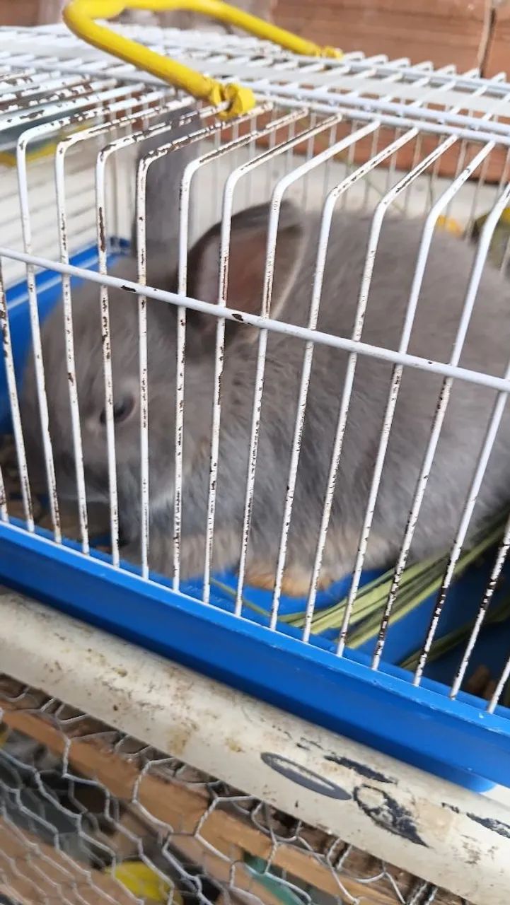 Venda de coelhos anões adultos - Foto 3