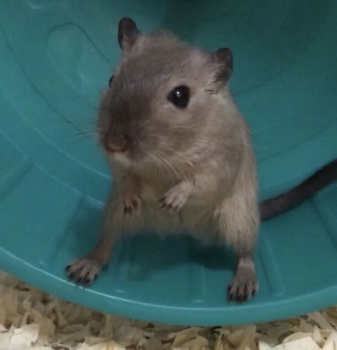 Esquilo da Mongólia (Gerbil) - Foto 3
