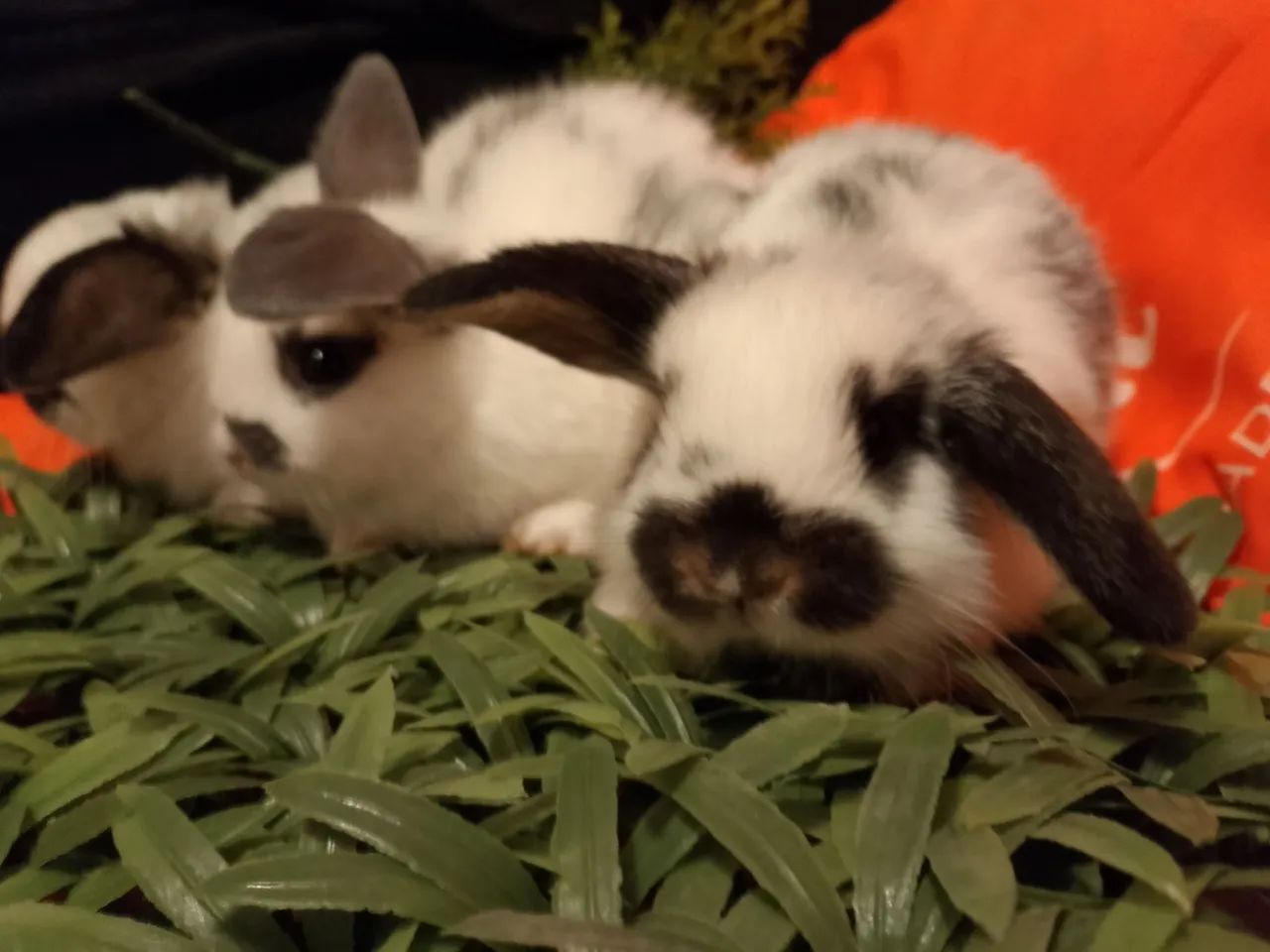 Mini lop uruguaio  - Foto 5