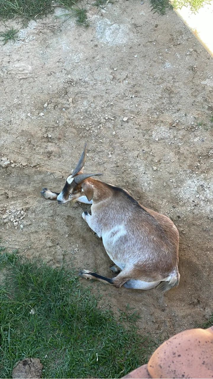 Vendo 4 cabras fêmea e uma carneira  - Foto 5