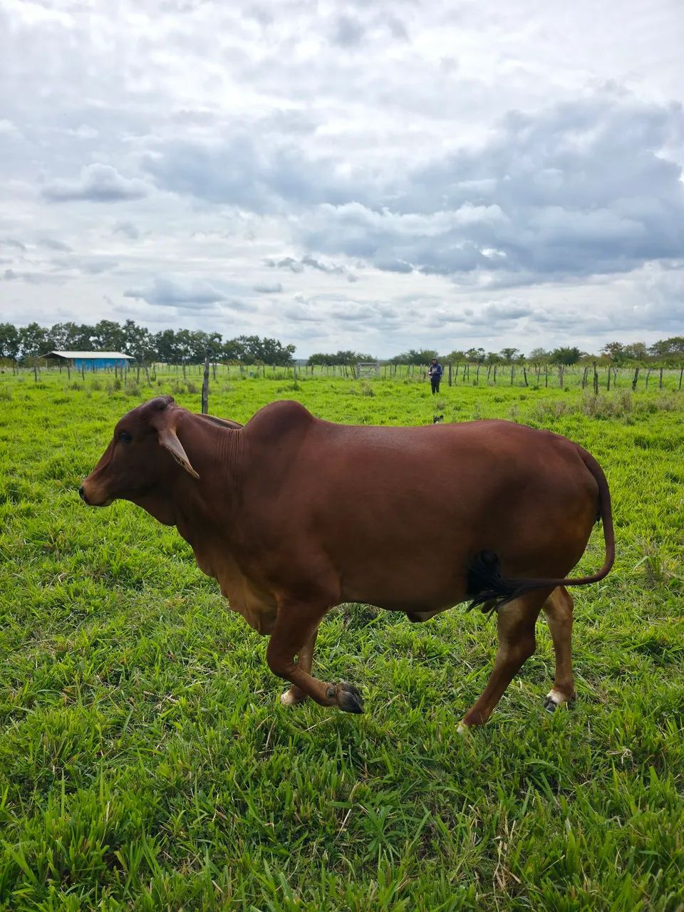Vaca Sindi - Foto 4
