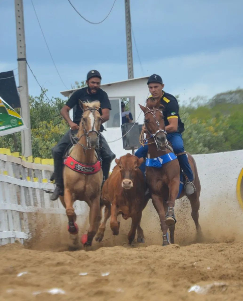 Cavalo  - Foto 4