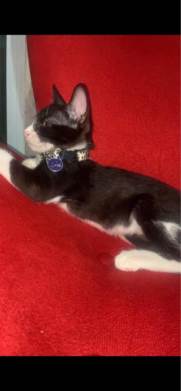 Gatinho para doação 