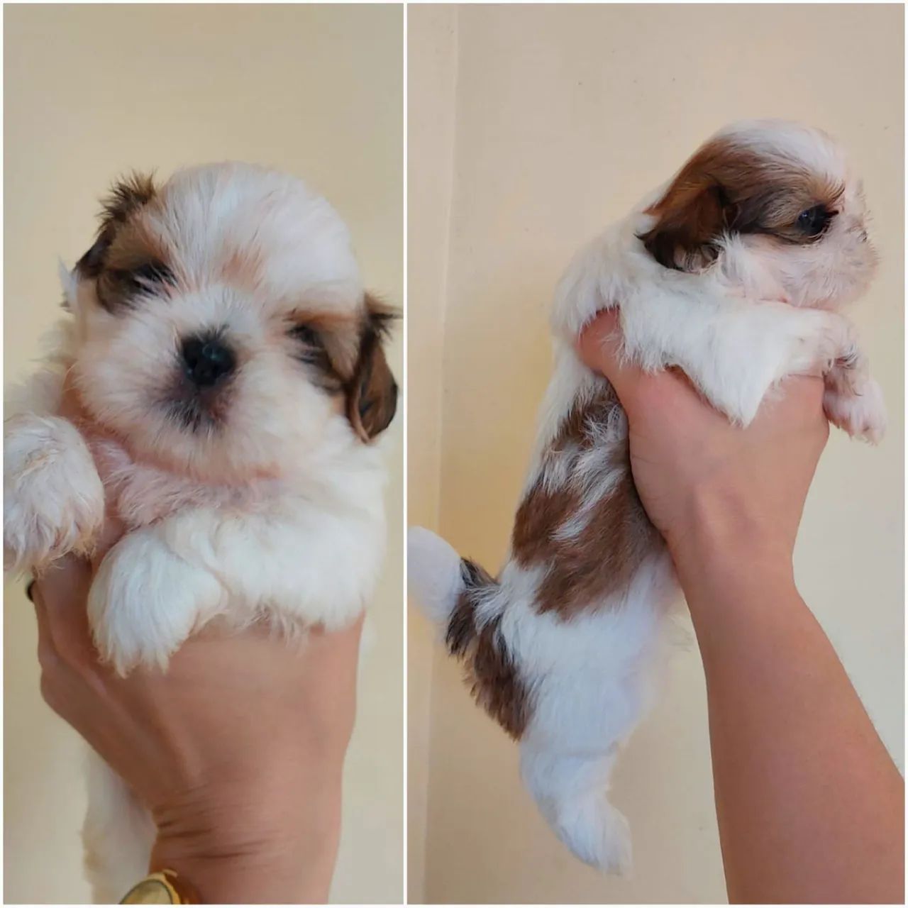 Shihtzul com pedigree 
