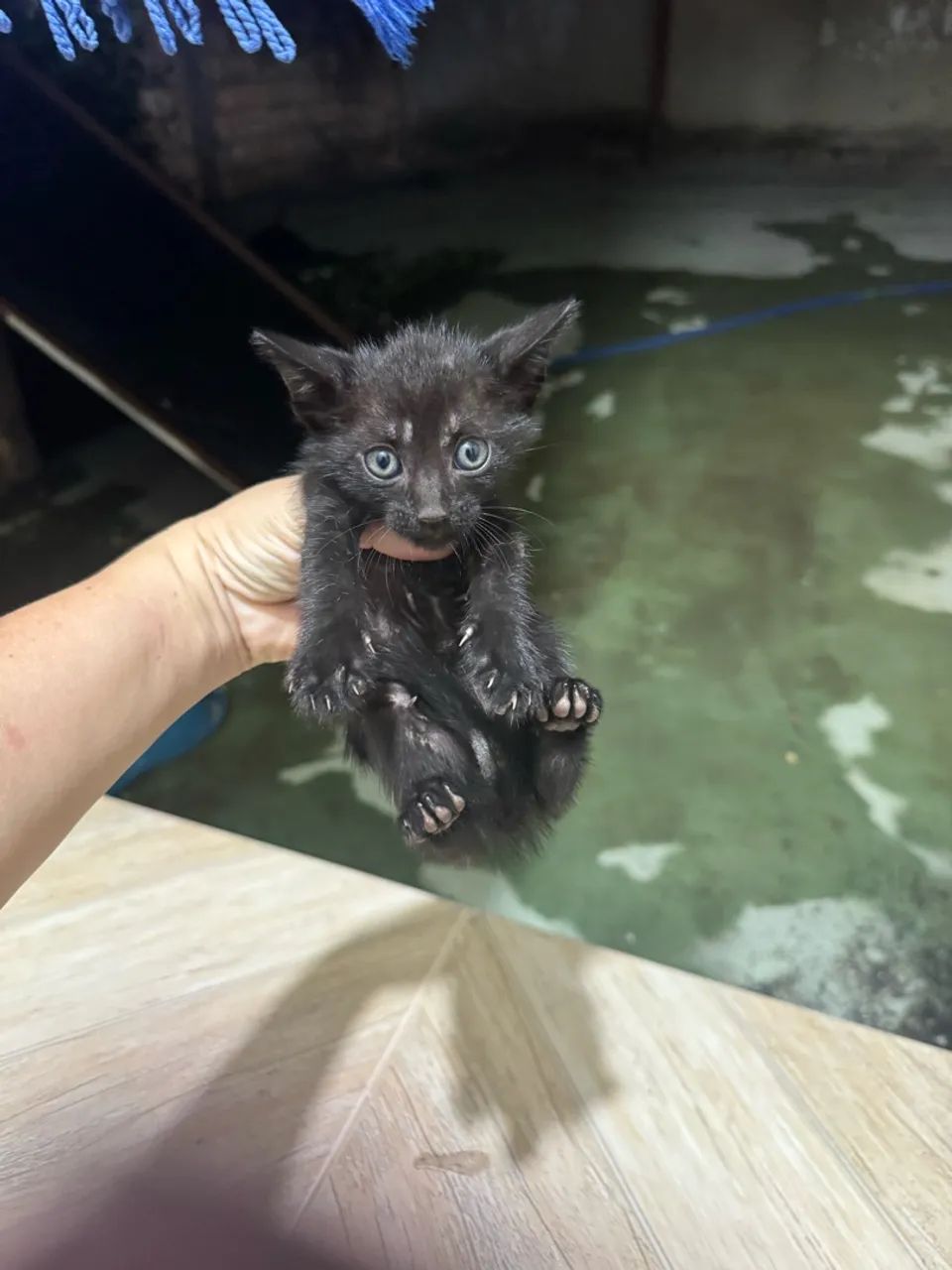 Gatos doar - Foto 5