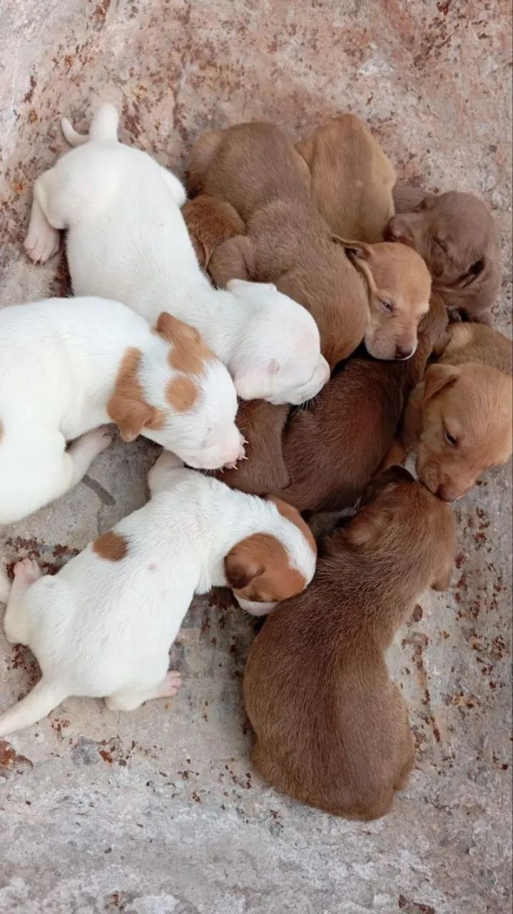 Doação Filhotes de cachorro mistura com pitbull - Foto 3
