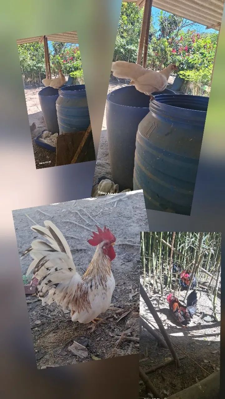 Garnizés  - Foto 6