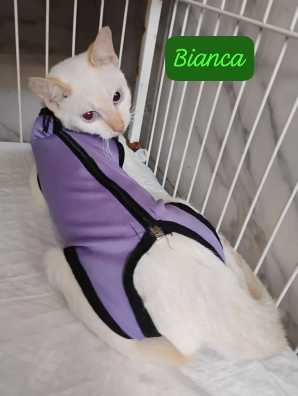 Adote a gatinha  Bianca