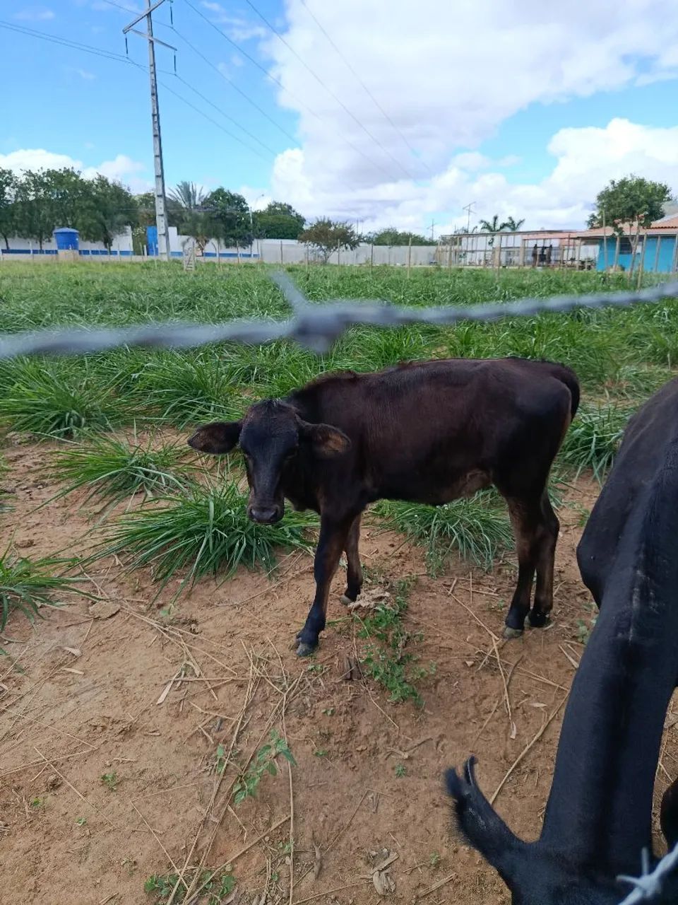 Vaca Jersey com bezerra  - Foto 2