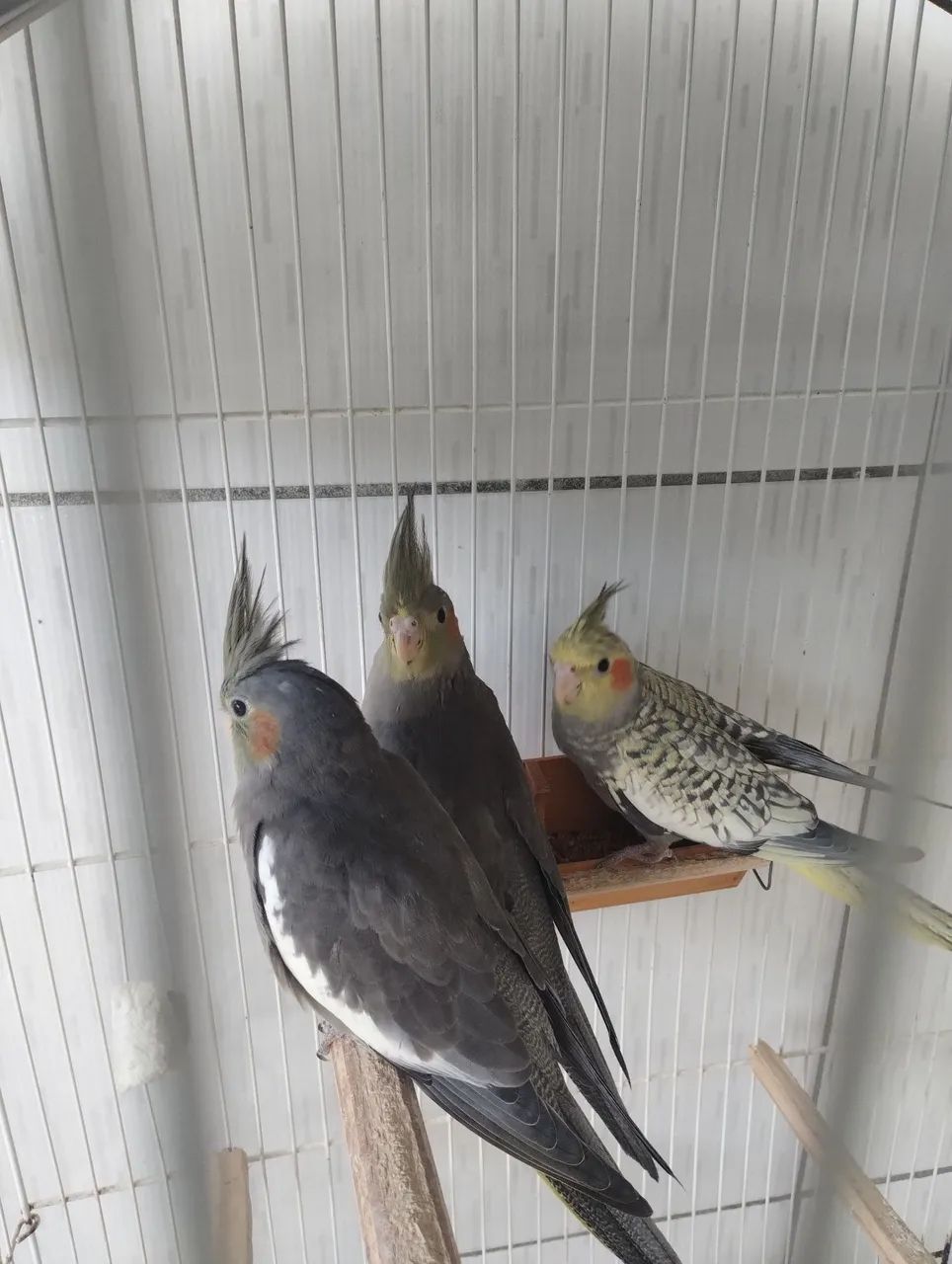 Animal  - Foto 4