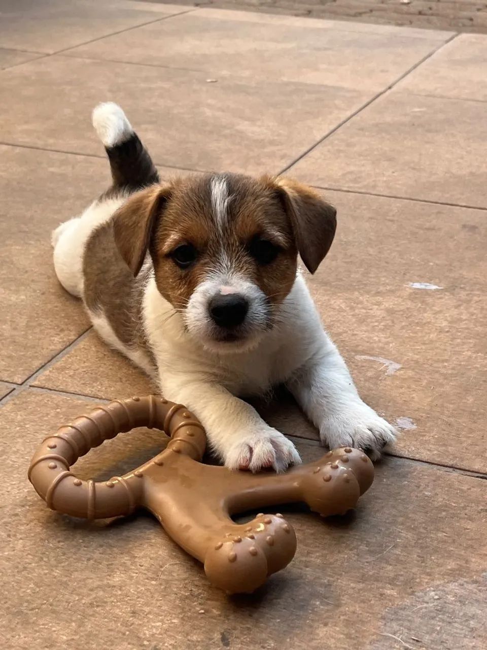 Jack Russell Terrier  - Foto 2