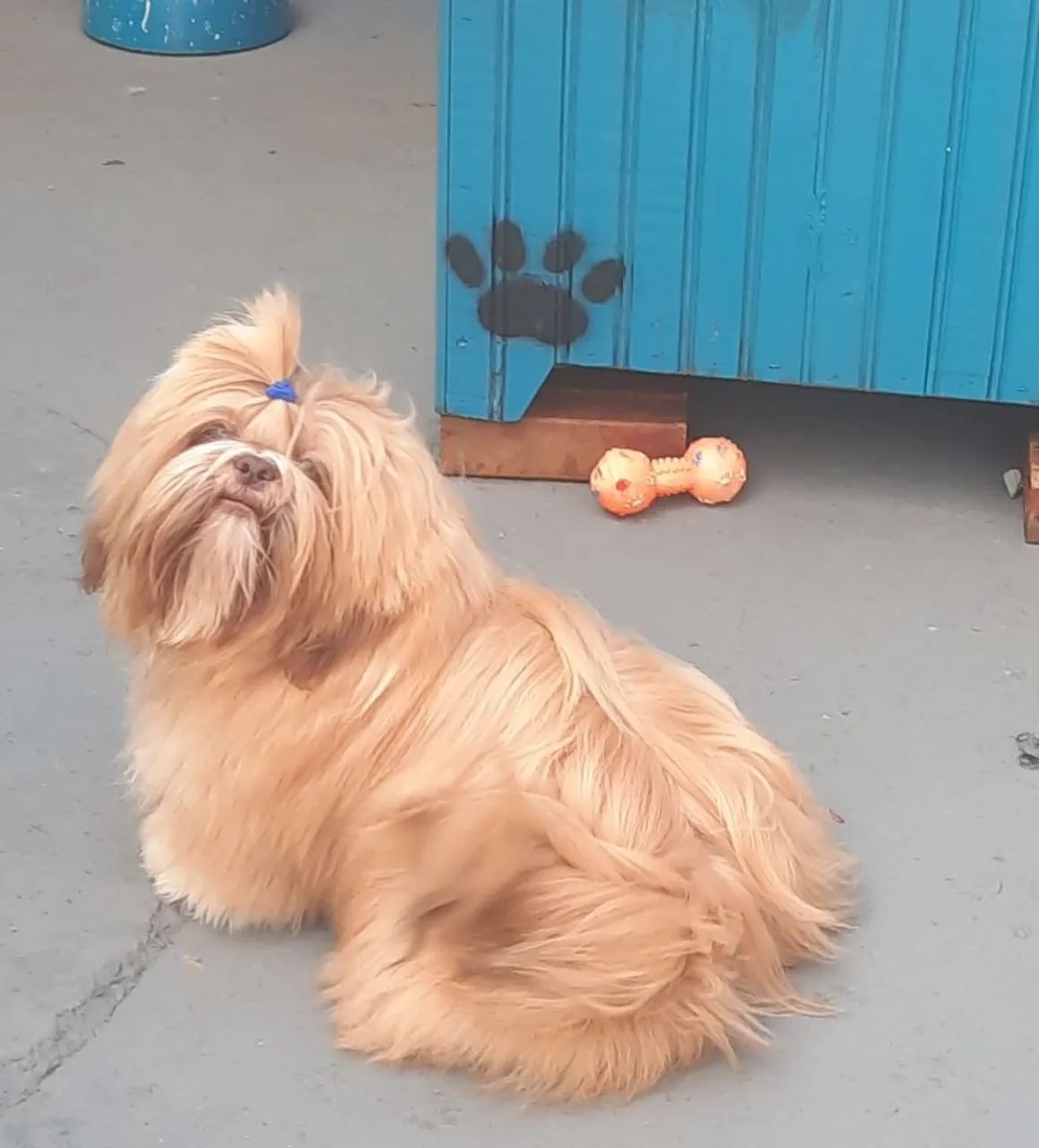 Shih Tzu - Foto 3