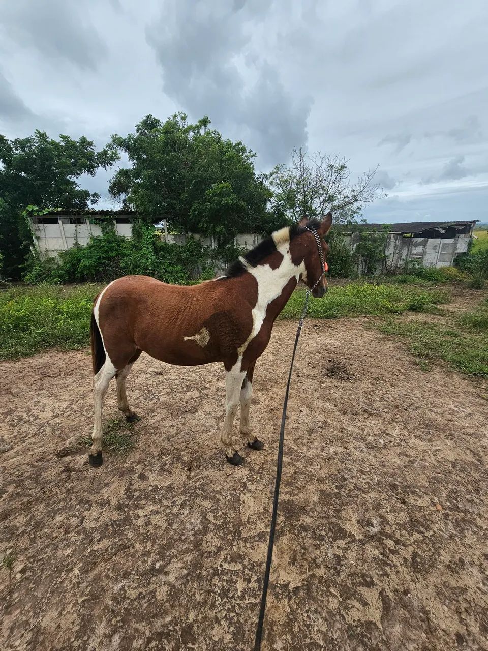 Potra mangalarga MM - Foto 5