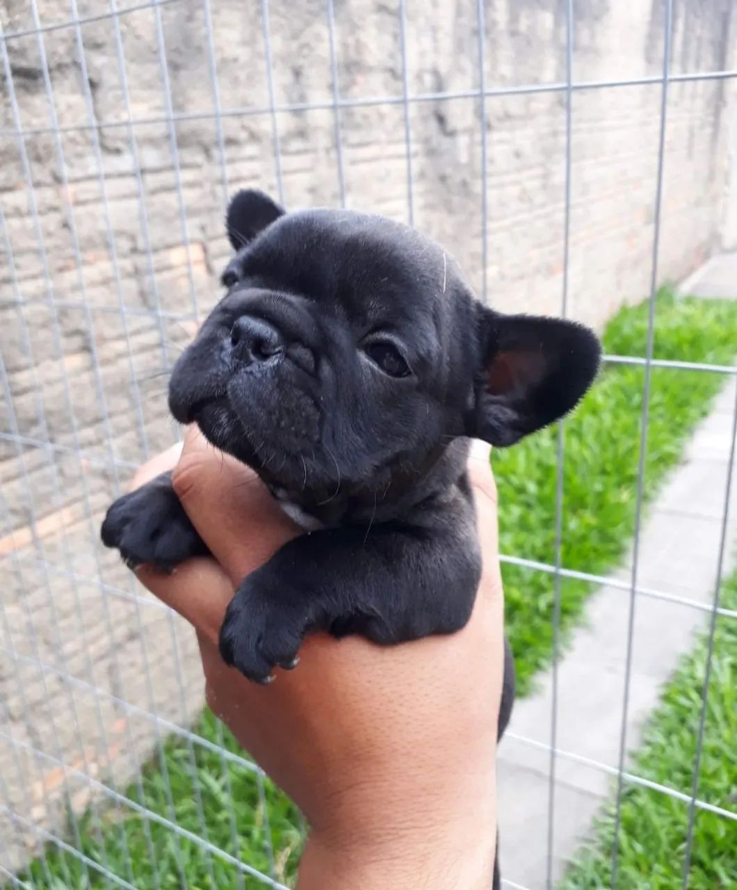 Bulldog frances  - Foto 3