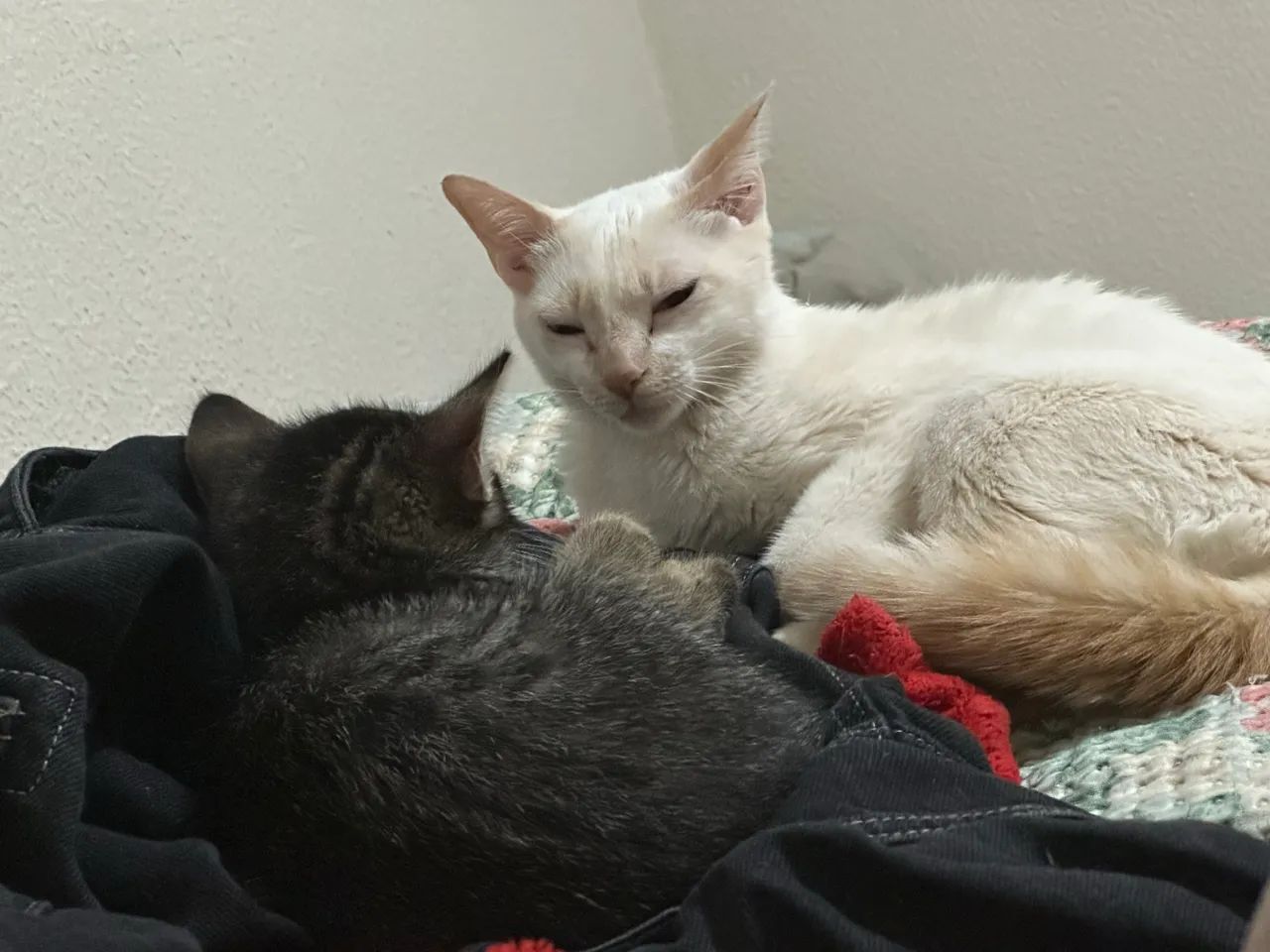 Doação de gata - Foto 2