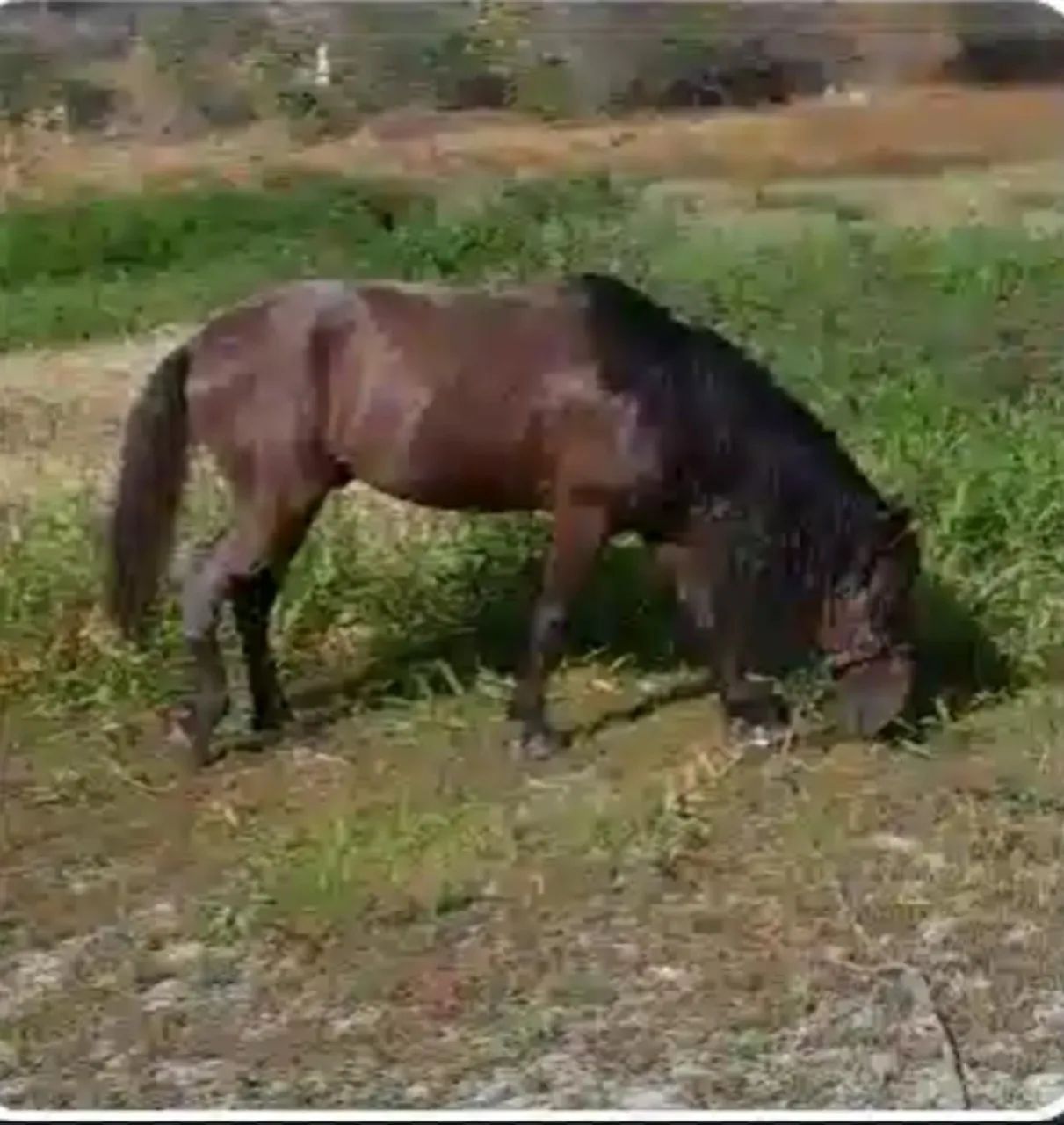 Cavalo Machador  - Foto 2