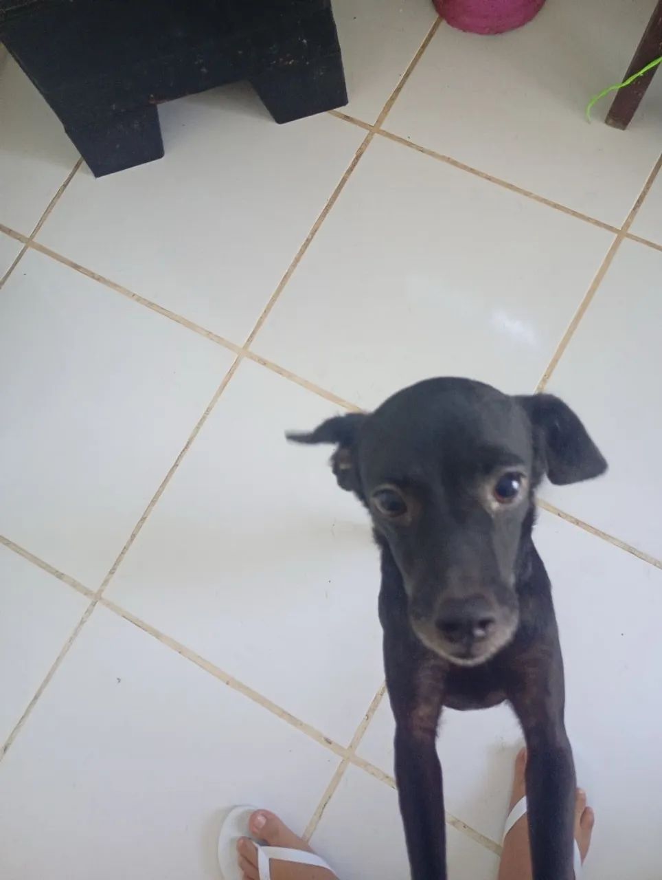 Cachorrinha pra doação  - Foto 3