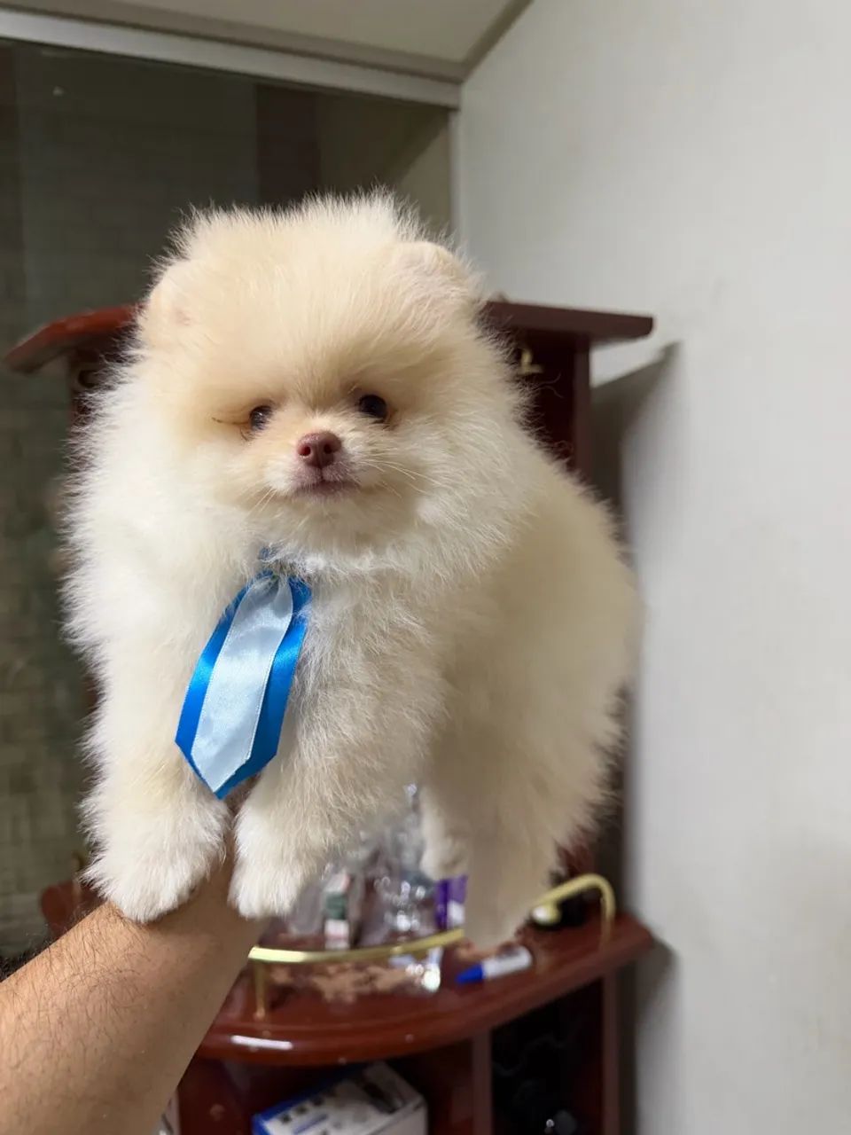 Spitz alemão 