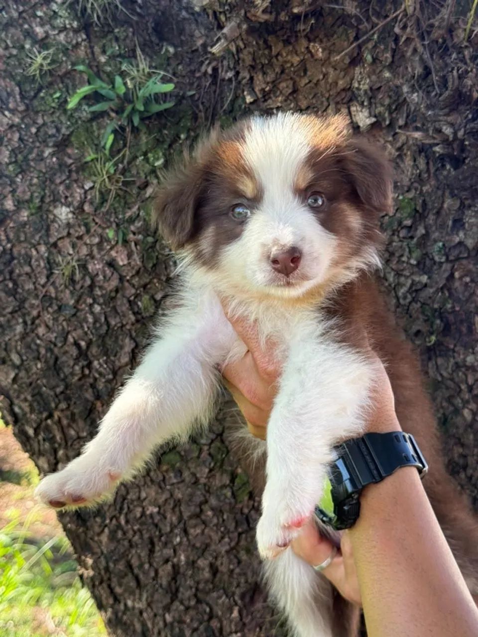 Border Collie Rott Filhotes Border collie - Cachorros - Vila Santa Helena, Apucarana ...