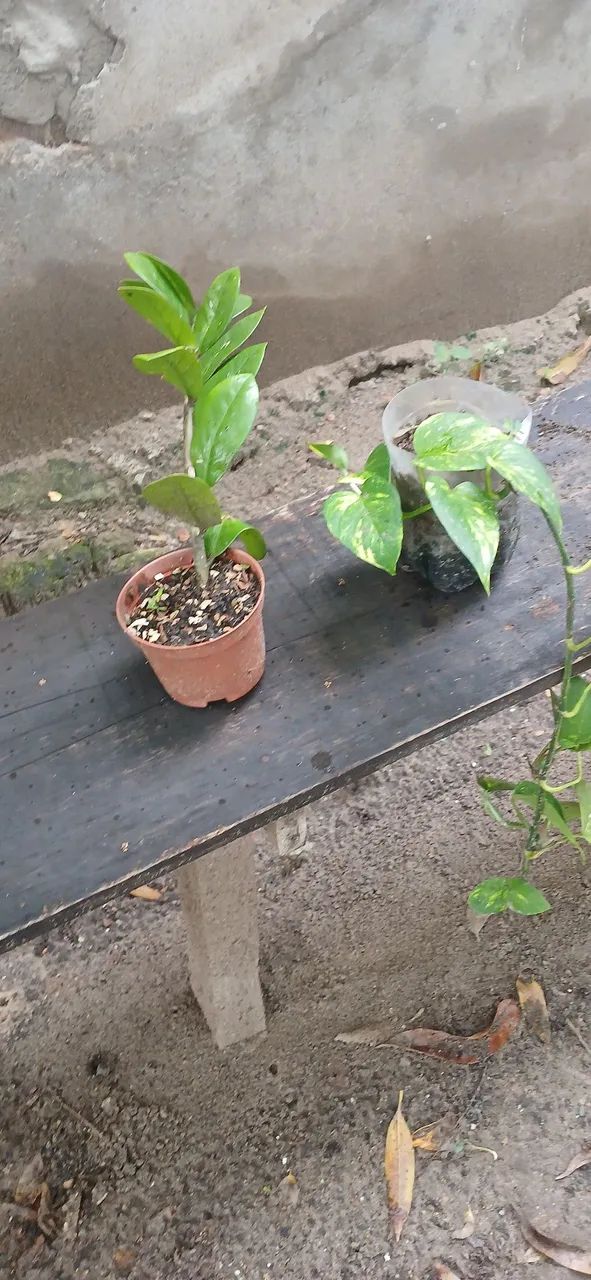 Plantas 