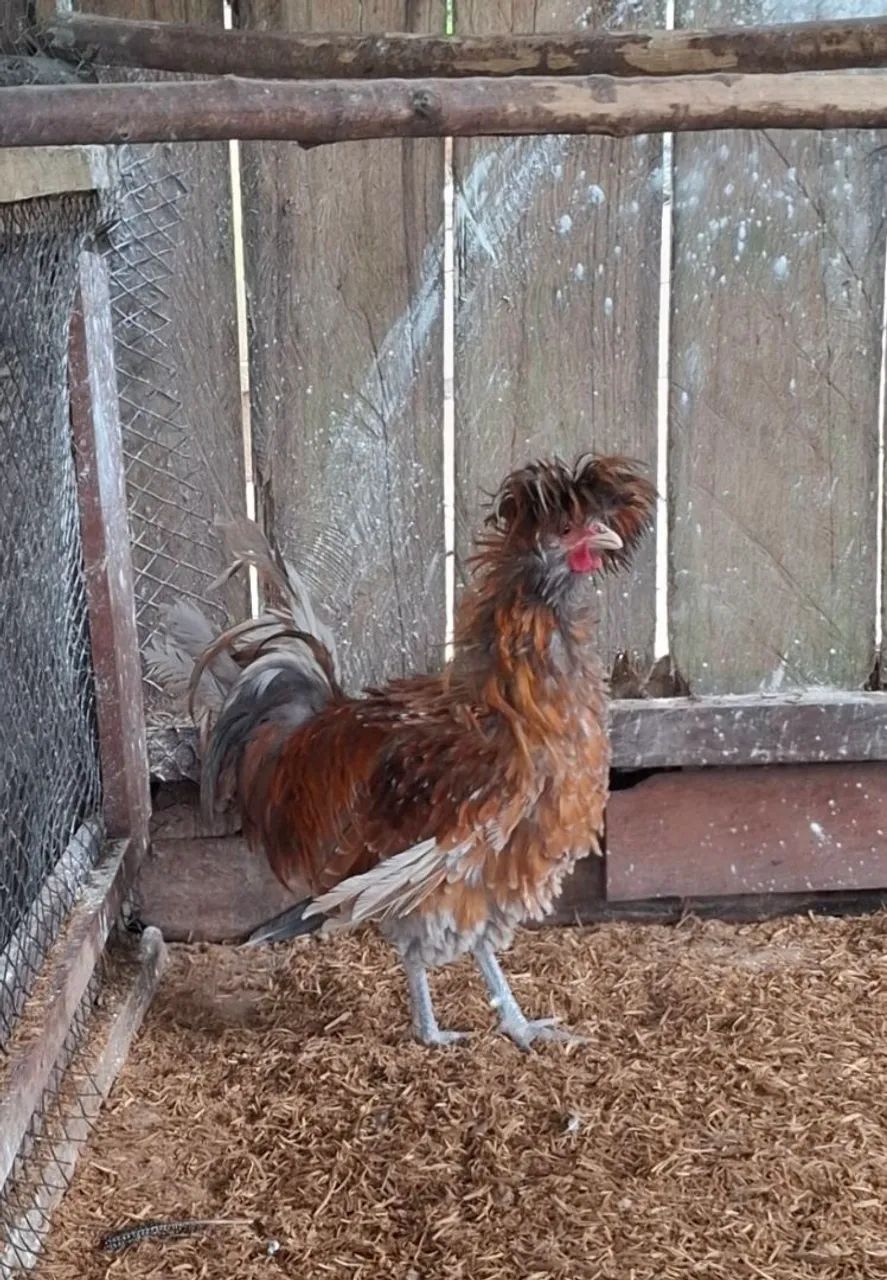 Galo polonês frisado  