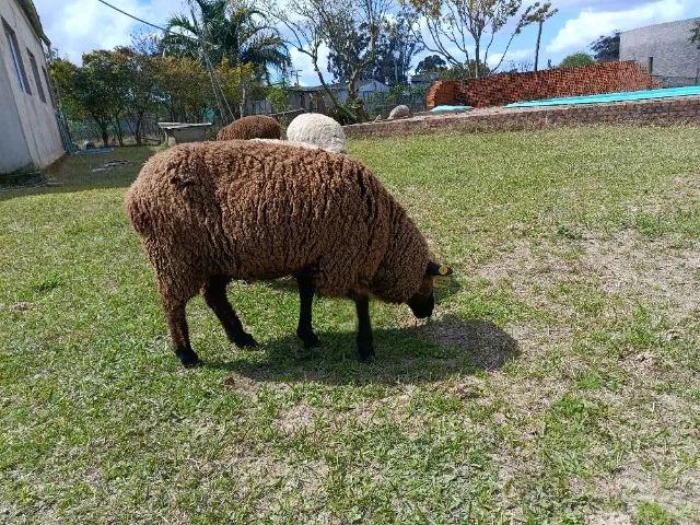 Ovelha com cordeiro  - Foto 2