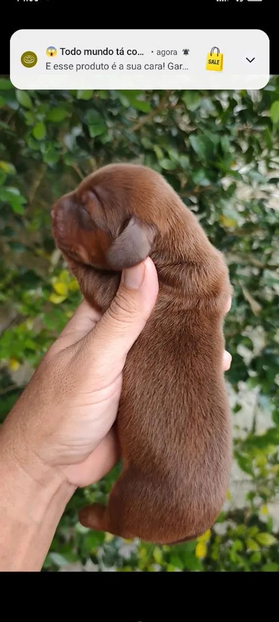 Dachshund Pelo Longo - Foto 2
