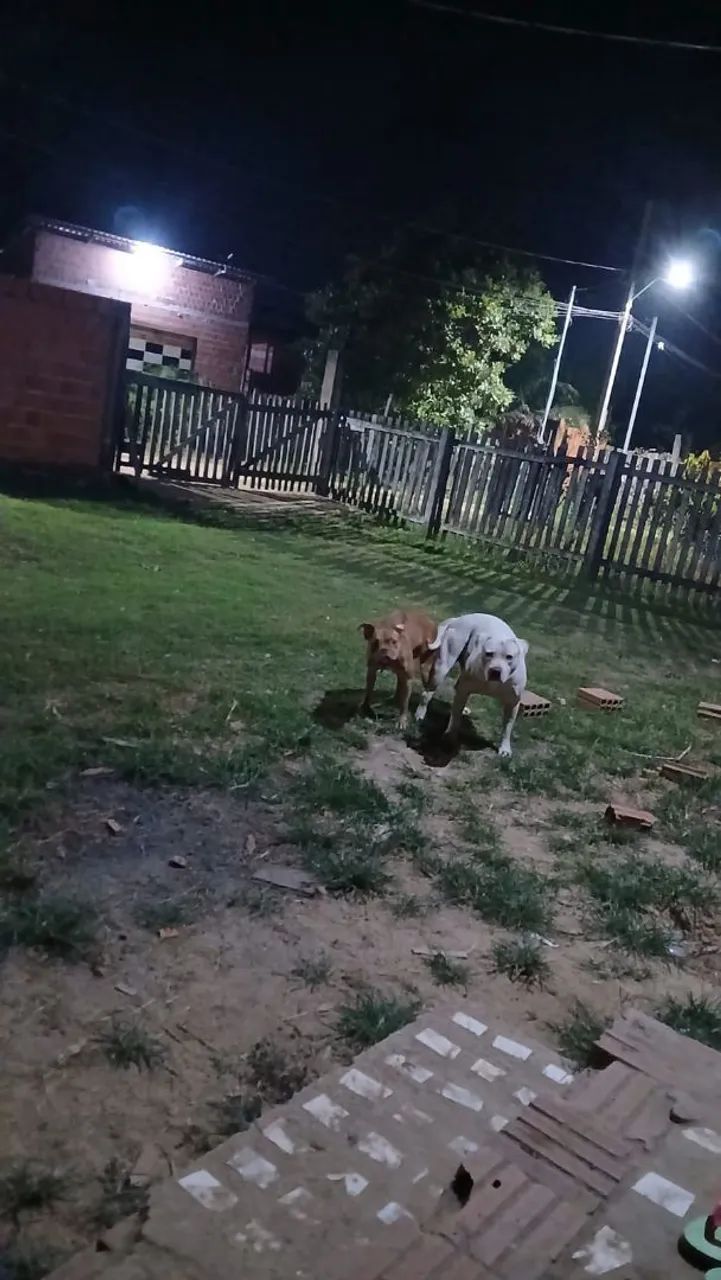 Vendo pit bull  - Foto 5