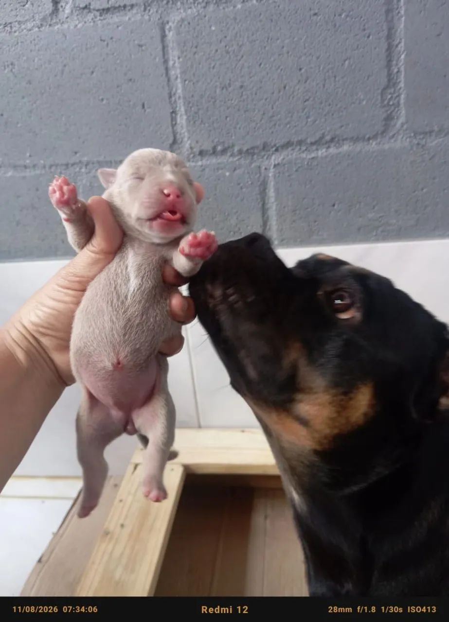 American bully micro  - Foto 5