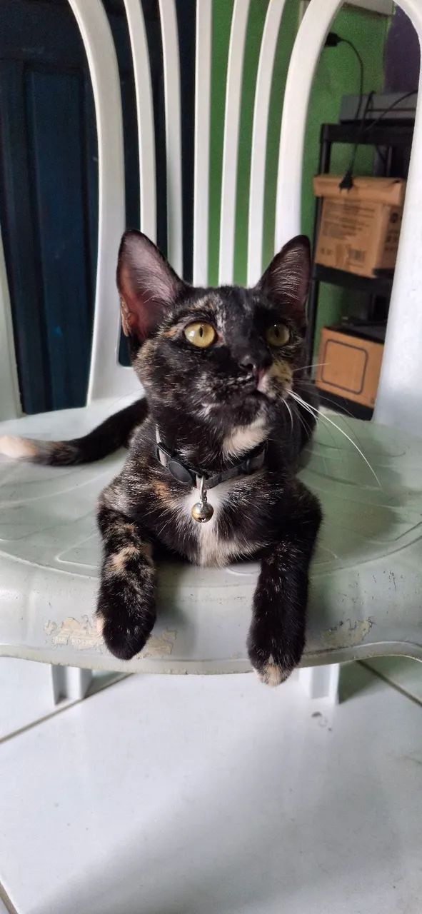 Doa-se essa linda gatinha - Foto 2