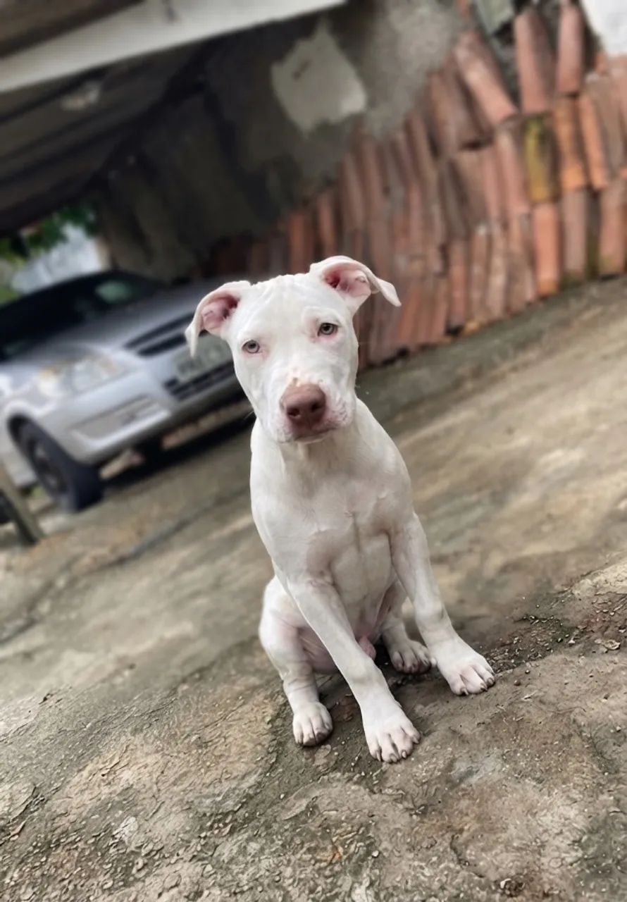 Filhote de Pitbull 