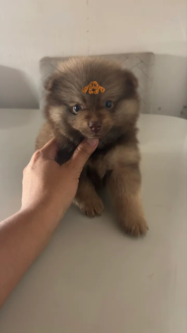 Spitz alemão MACHO - Foto 2