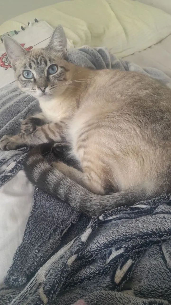 Gato - Foto 2