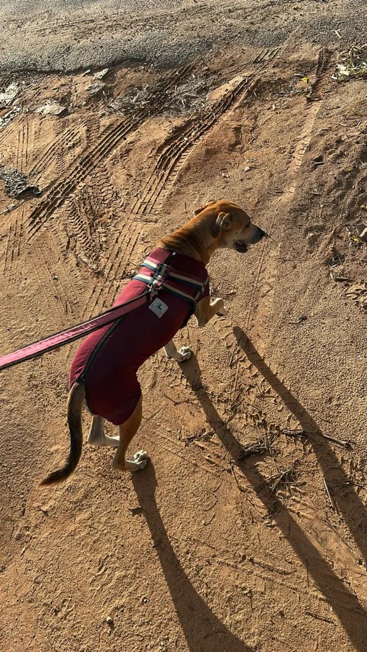 Cadela para doação  - Foto 3