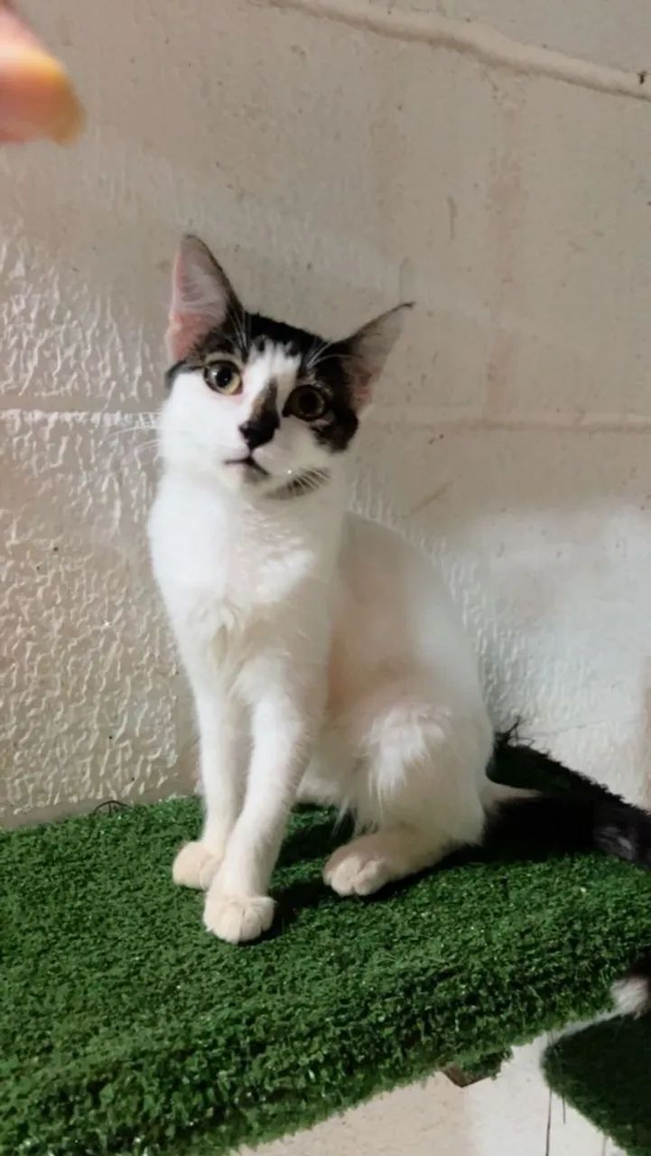 Gata - CASTRAÇÃO GRATÍS GARANTIDA 