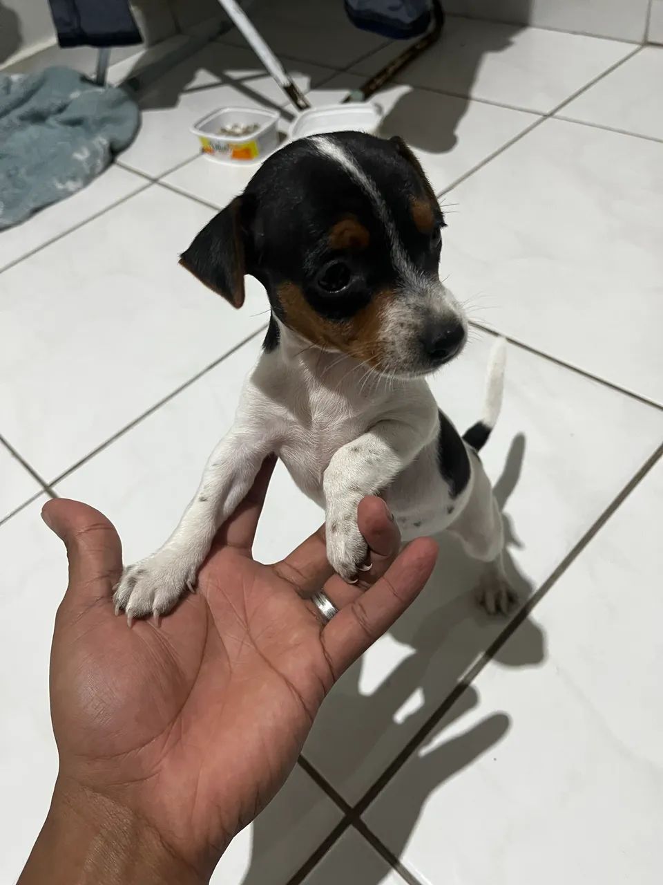 Fox paulista pedigree 