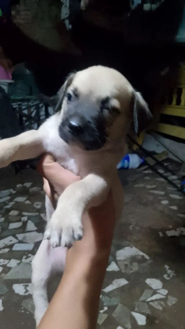 Vendo três cachorros de racha misturada Pitbull com vira lata por 150 cada  - Foto 2