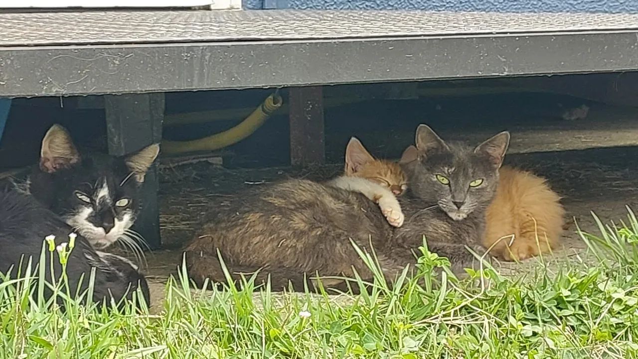 Gatinhos